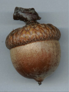 Acorn